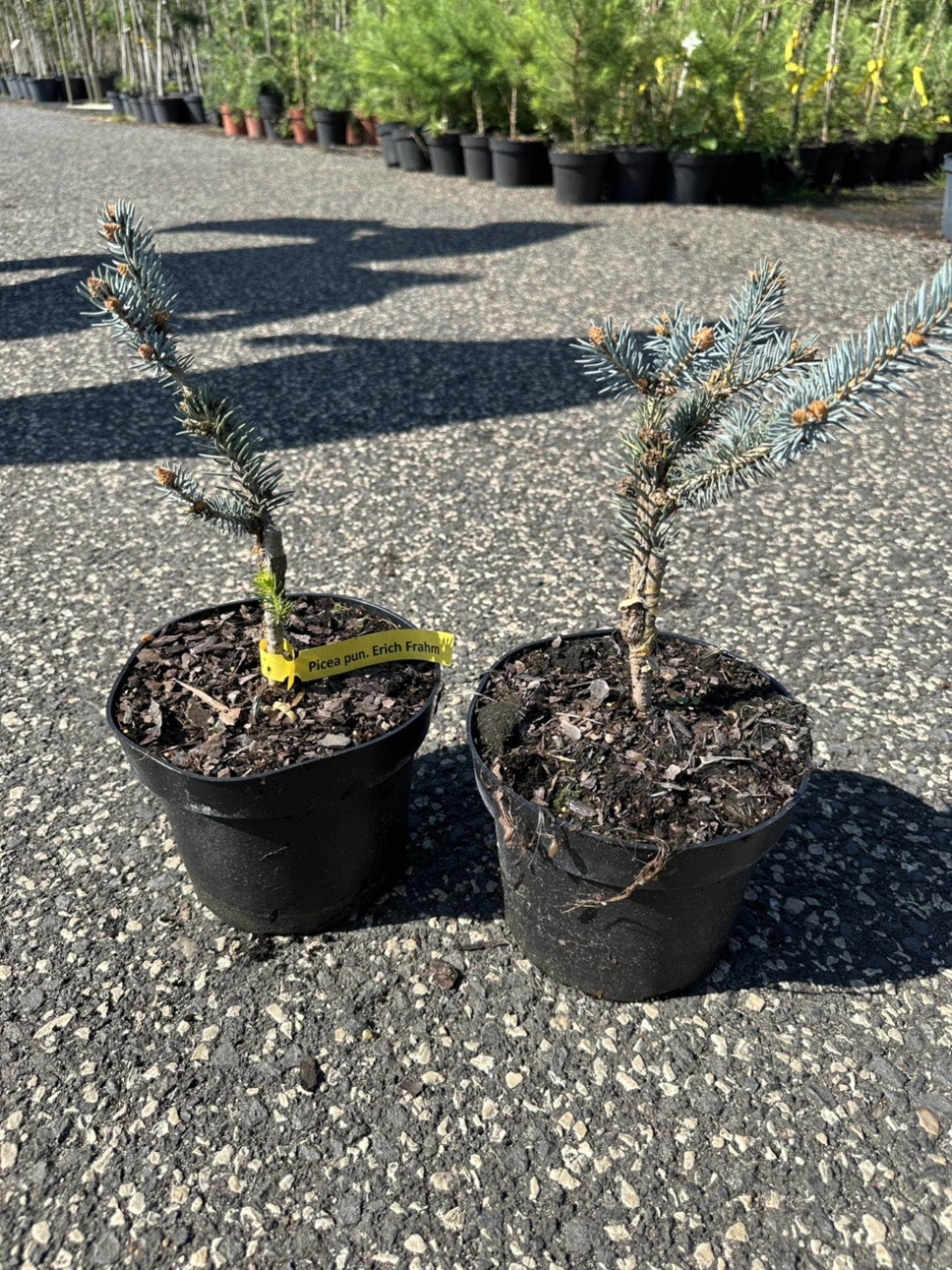 Ель колючая Эрих Фрахм